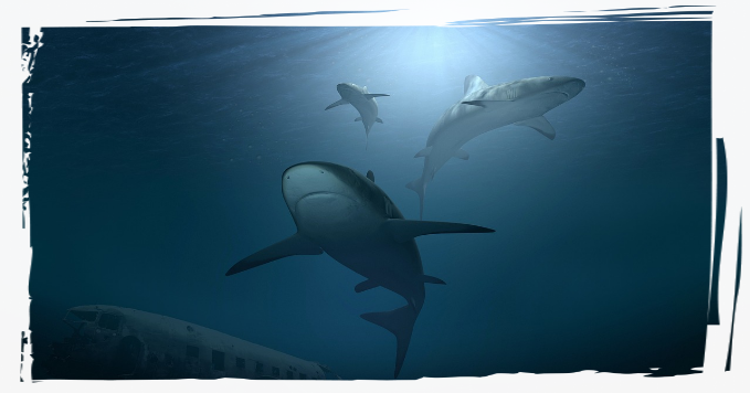 Hai Beginne dein Taucherlebnis mit dem Open Water Diver Kurs.